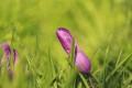 crocus